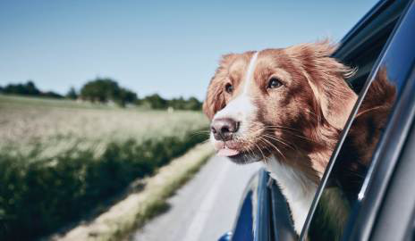 Tiere-im-Fahrzeug-Tipps-f-ur-die-richtige-Reinigung
